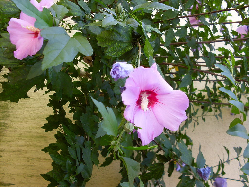 RIF.-5058-fiore-hibisco-giardino-foto-verticale-bello0001.jpg