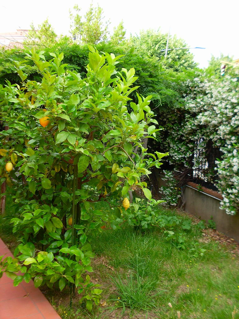 RIF.-5134-giardino-con-limone0001.jpg