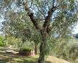 RIF. 5031 ulivo bellissimo colonica 0001