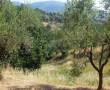 RIF. 5031 vista panoramica colonica 0001